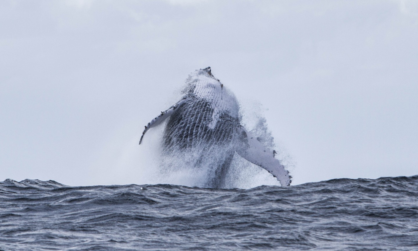 Plongée Western Cape Sardine Run