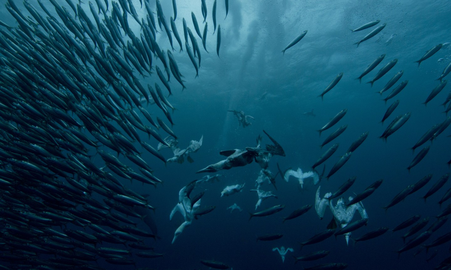 Plongée Western Cape Sardine Run