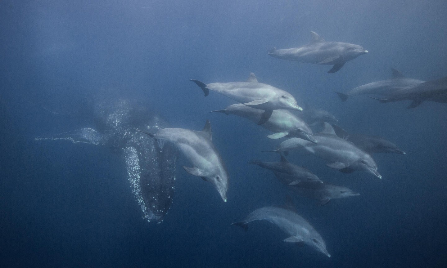 Plongée Western Cape Sardine Run