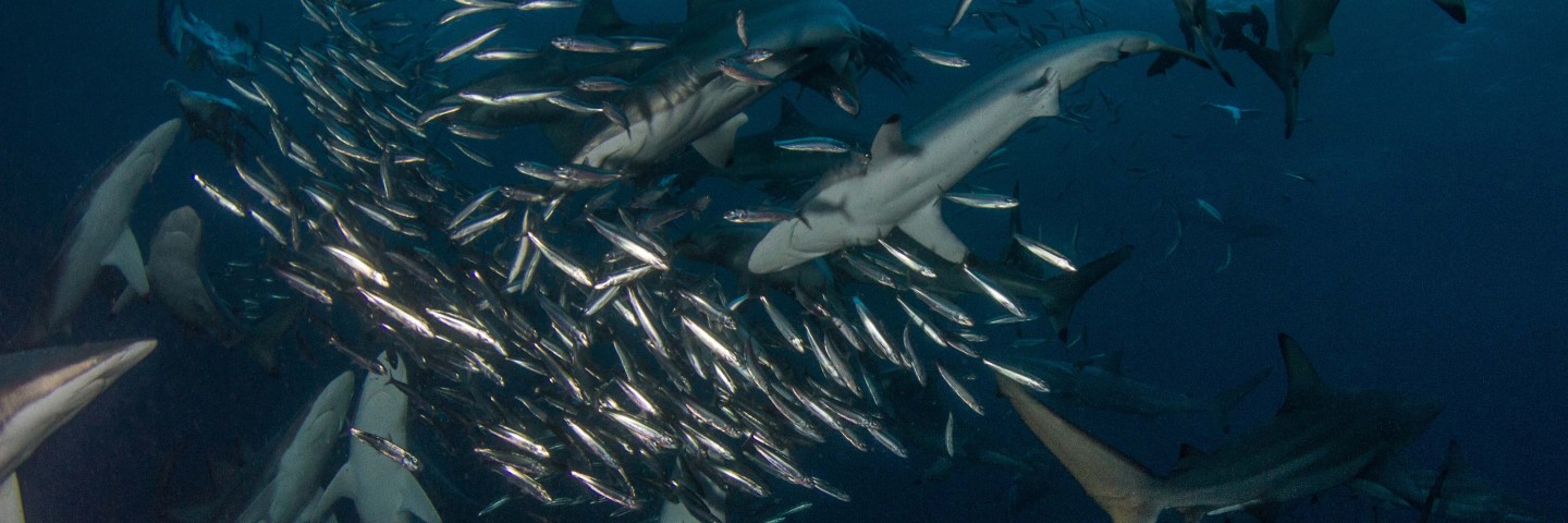 Plongée Western Cape