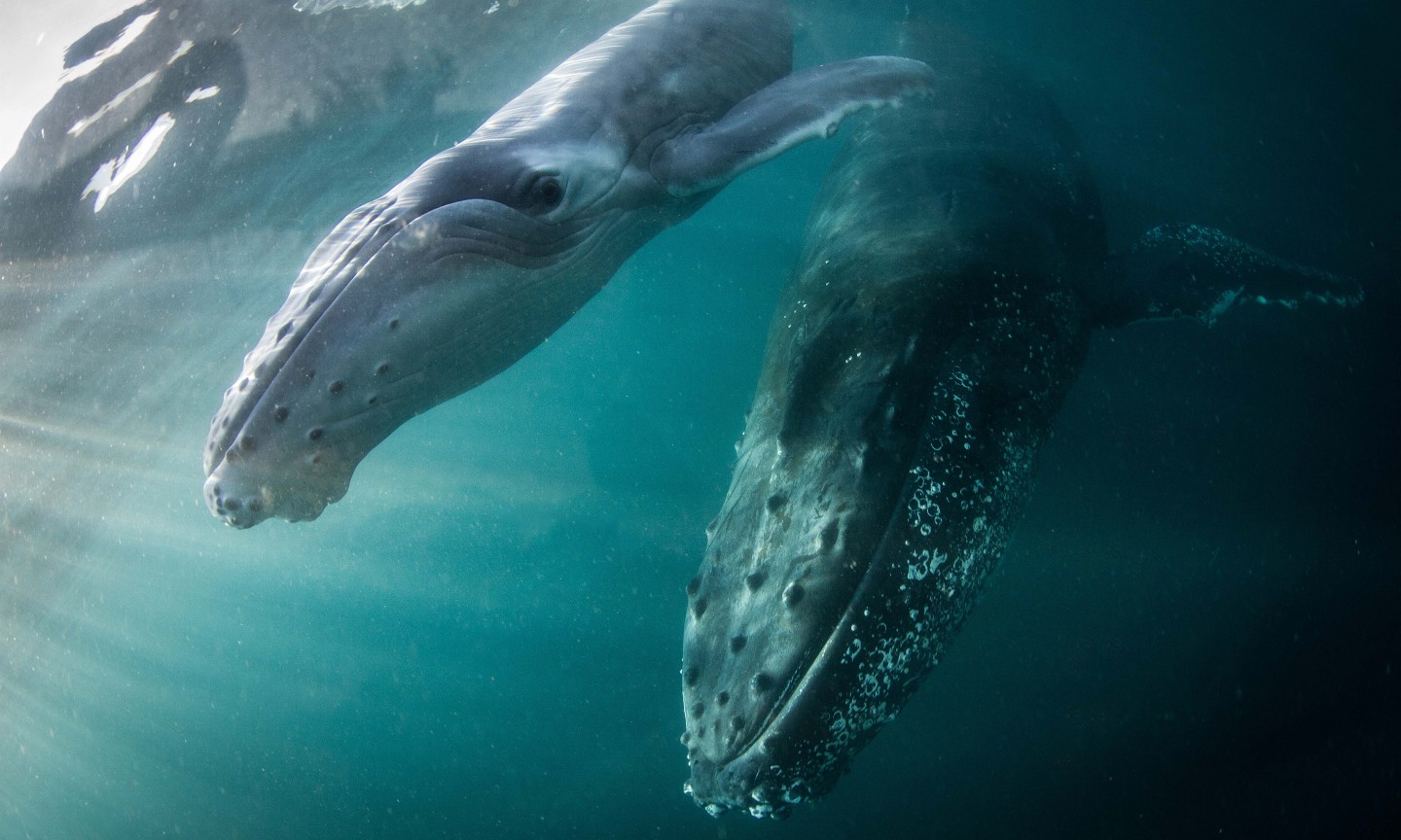 Plongée Western Cape Sardine Run
