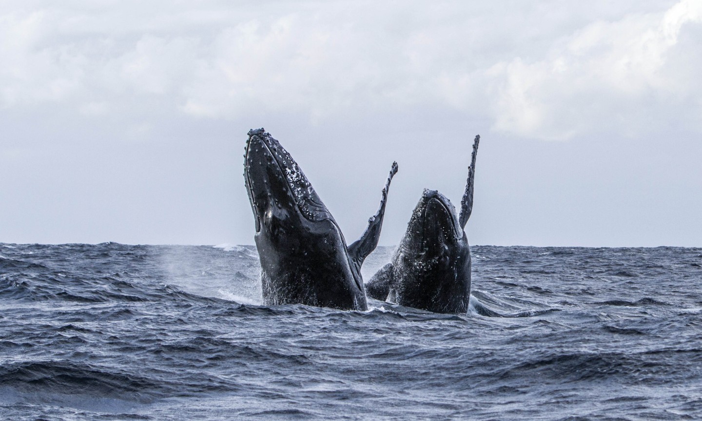 Tauchen Western Cape Sardine Run