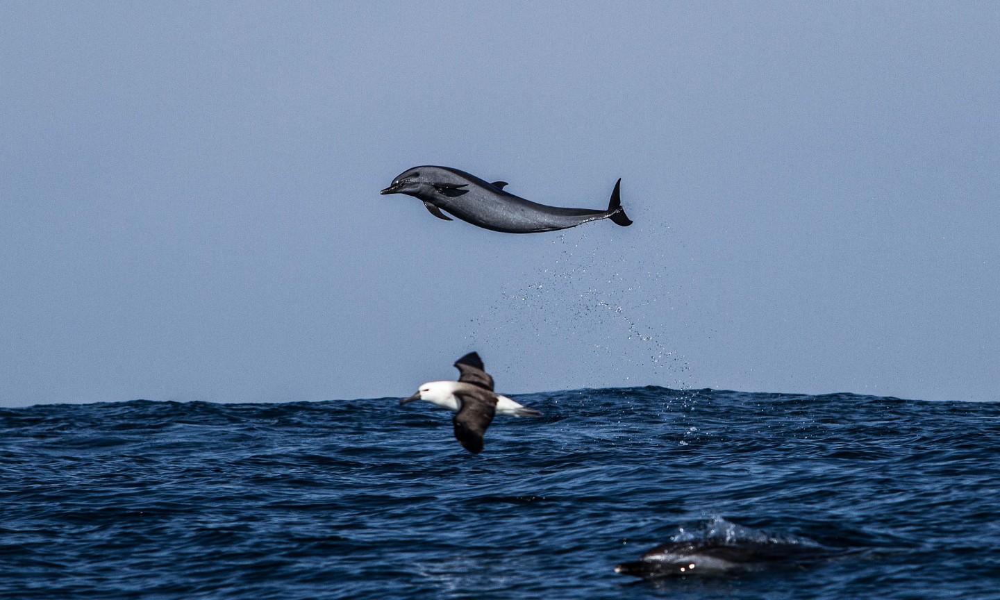 Tauchen Western Cape Sardine Run