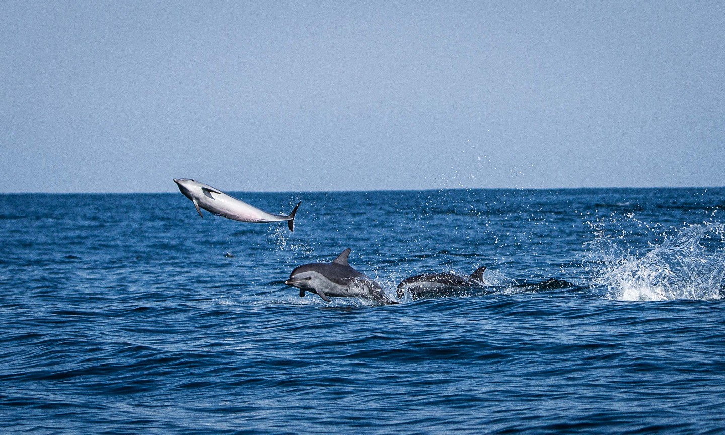Tauchen Western Cape Sardine Run