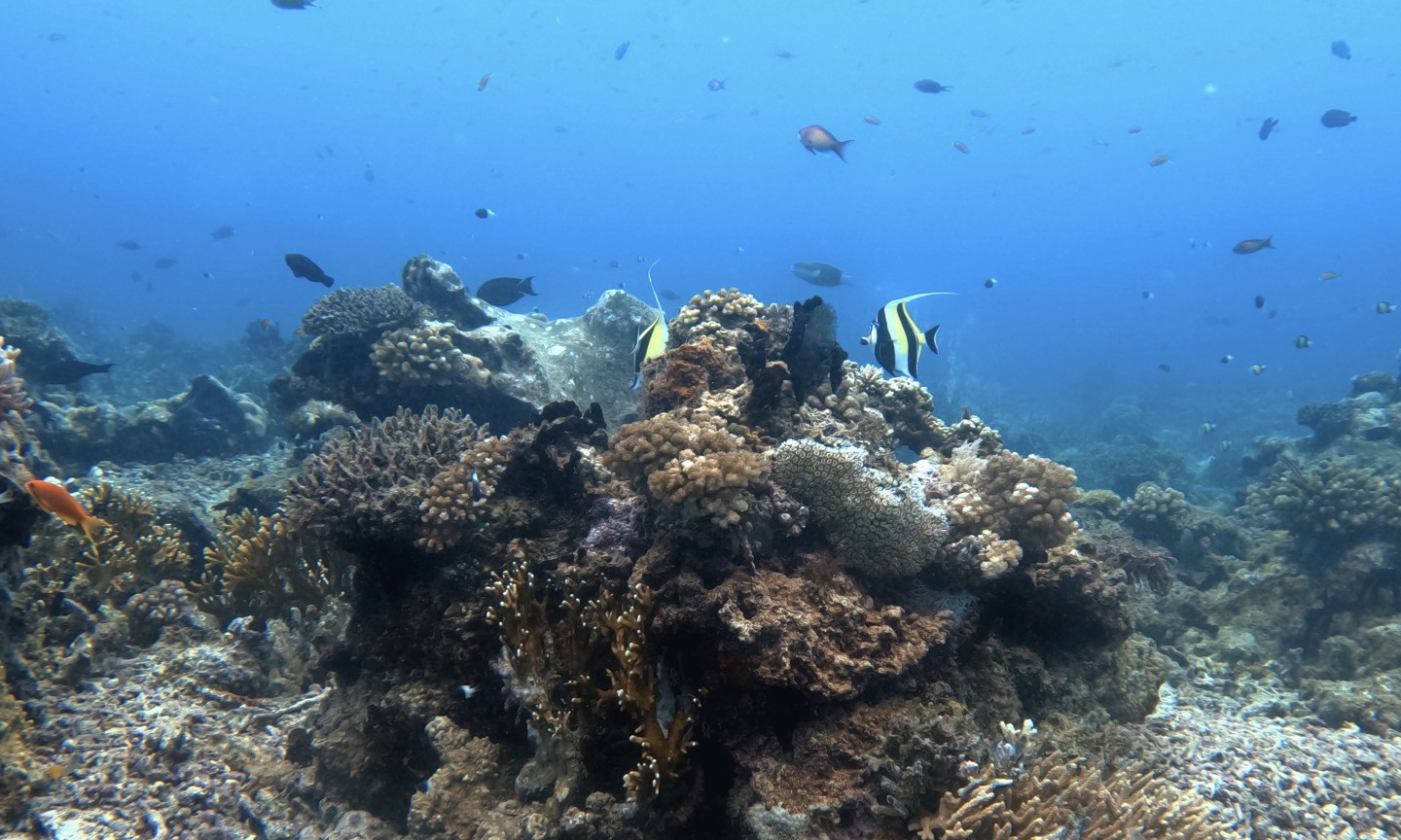 Tauchen Mafia Island