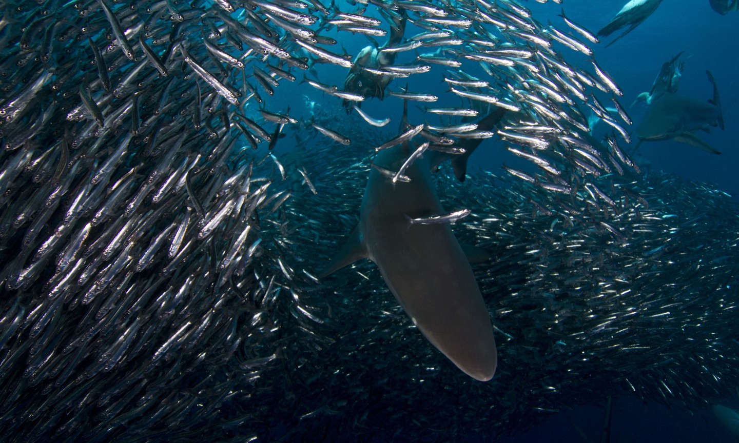 Tauchen Western Cape Sardine Run