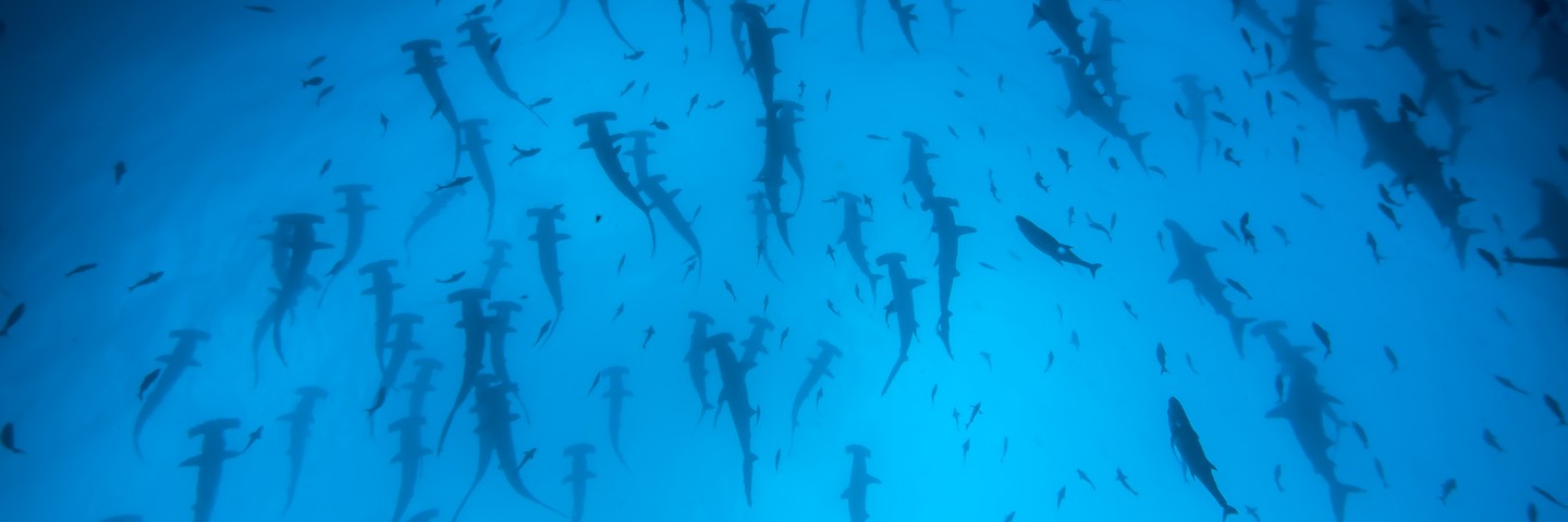 Cocos-Island-Tauchen
