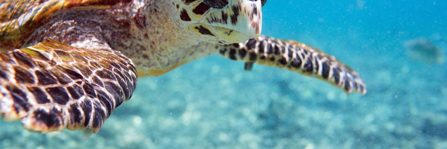 Tauchen-Seychellen