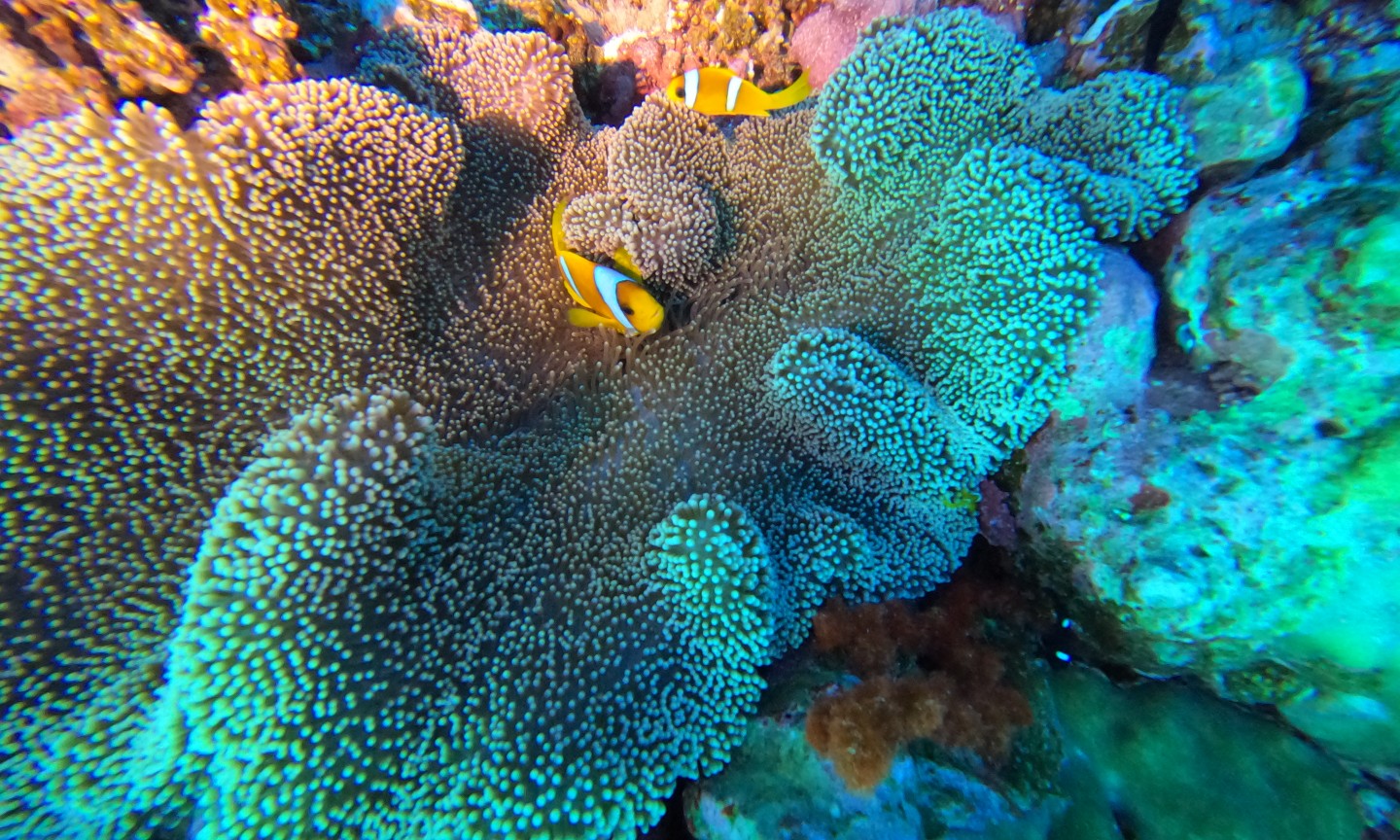 Tauchen Saudi-Arabien