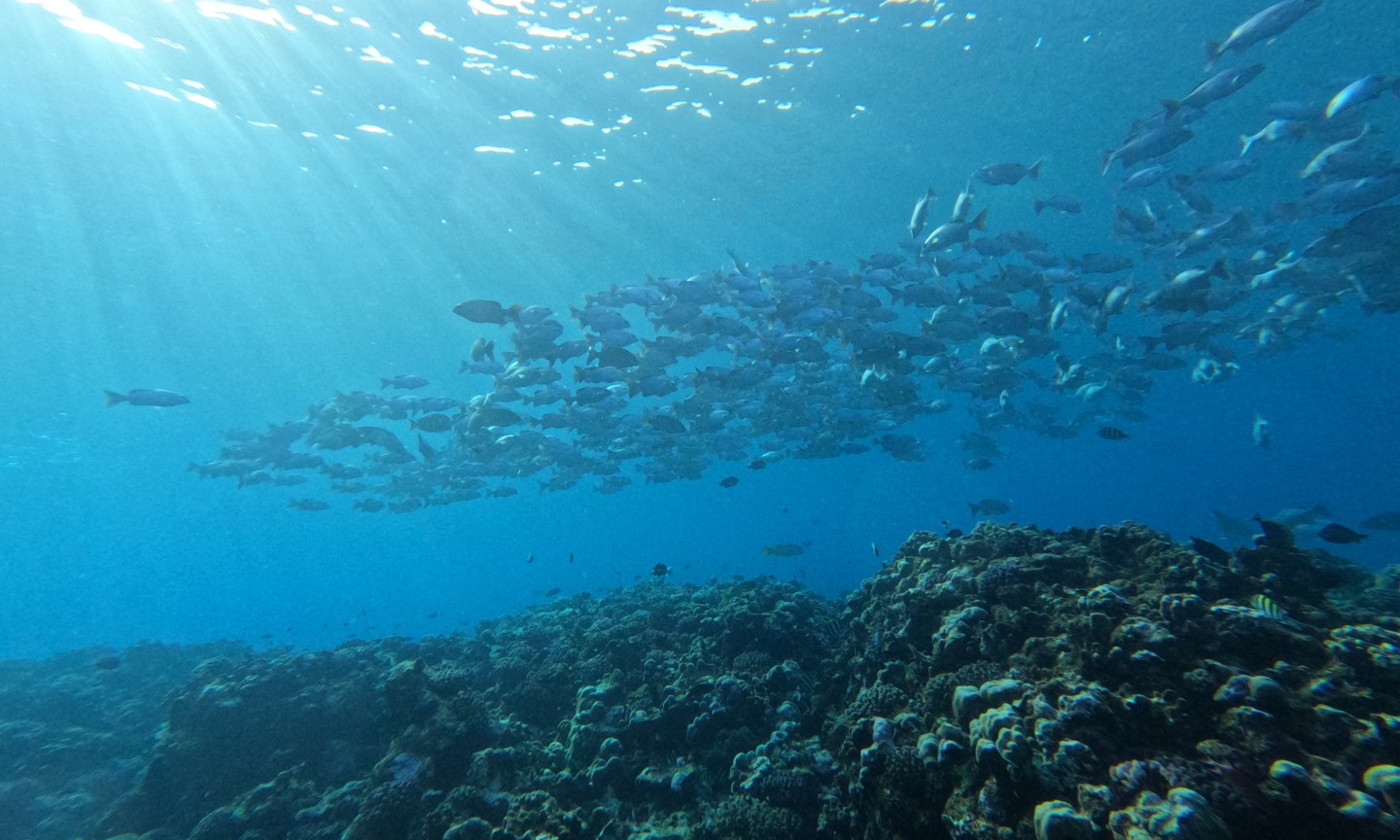 Tauchen Saudi-Arabien