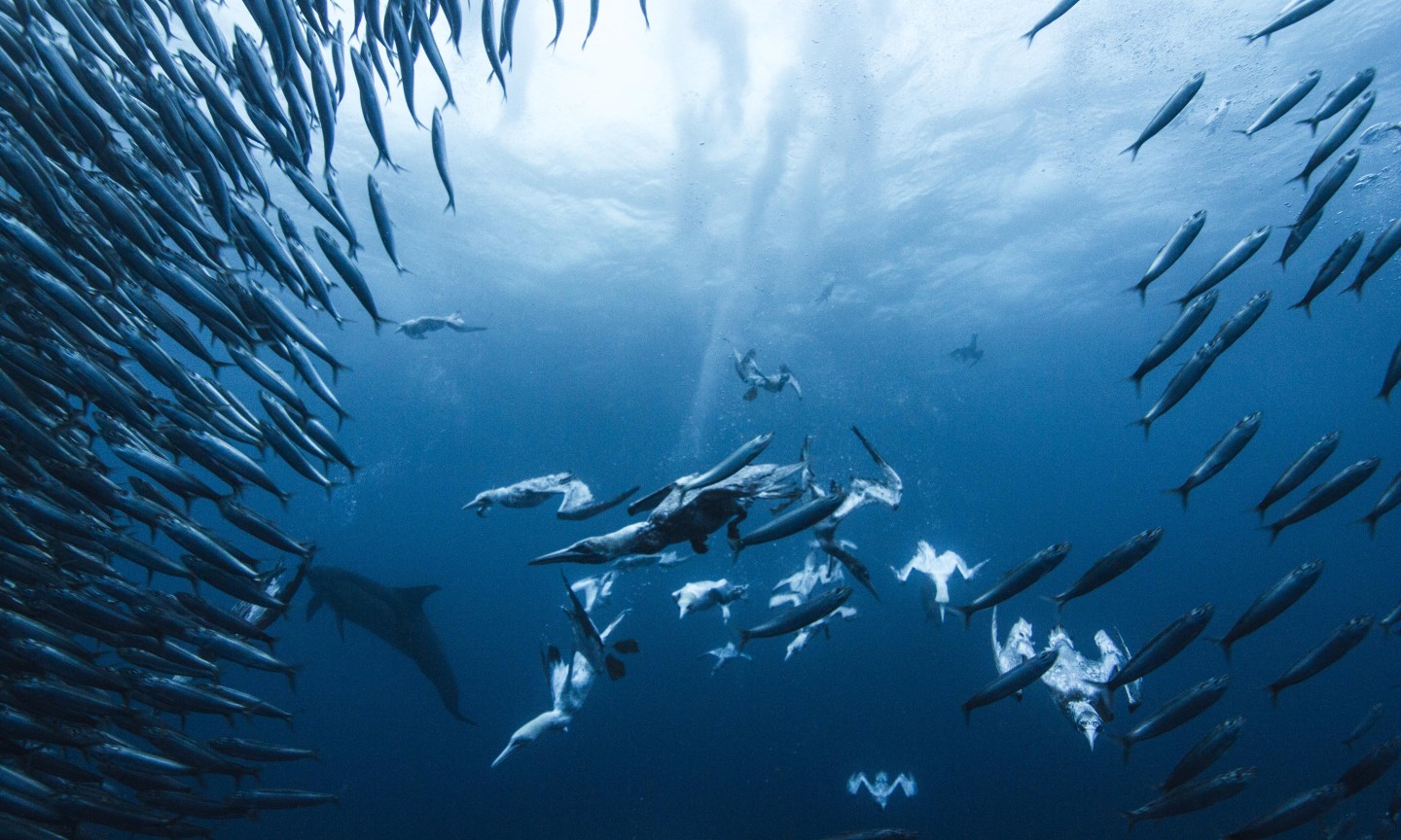 Tauchen Western Cape