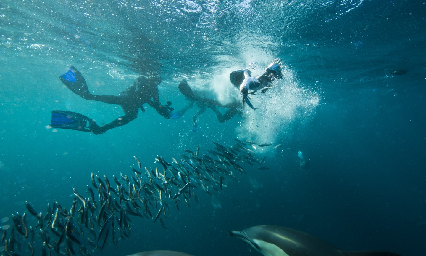 Tauchen Western Cape Sardine Run