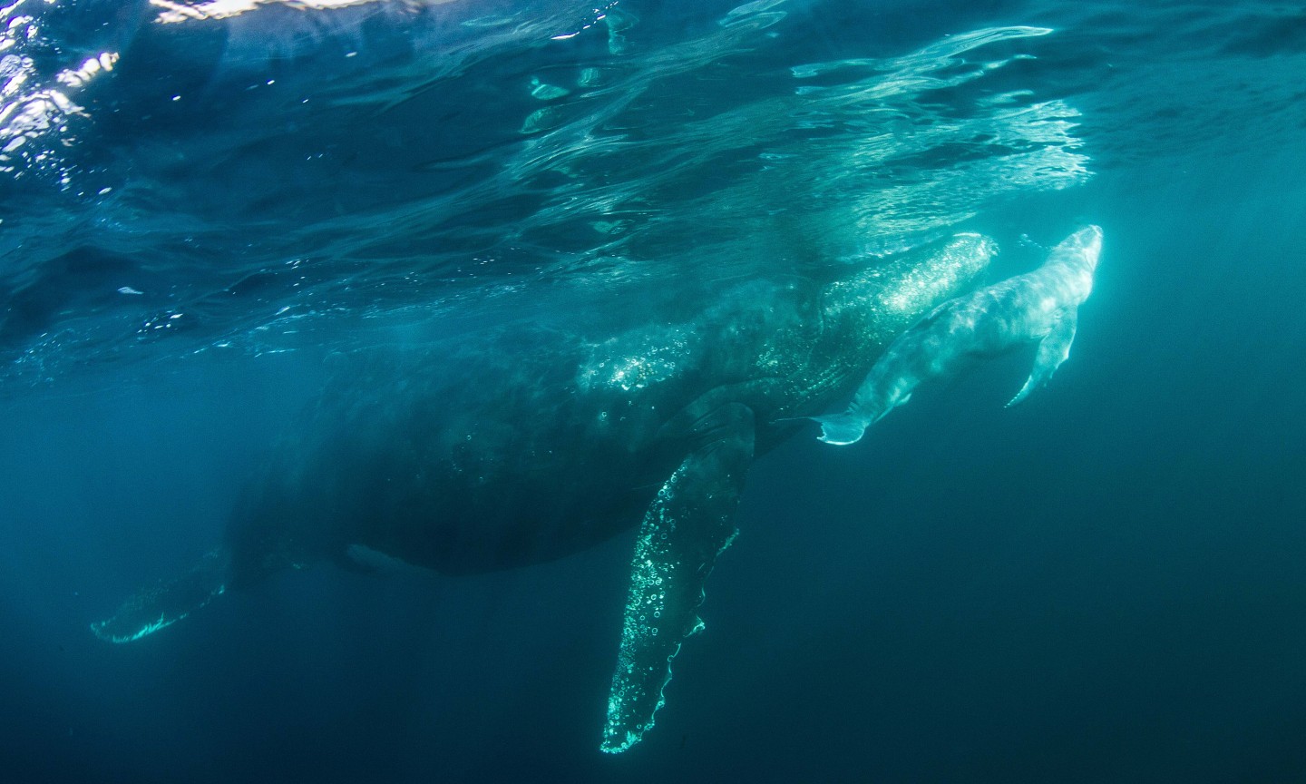 Tauchen Western Cape Sardine Run