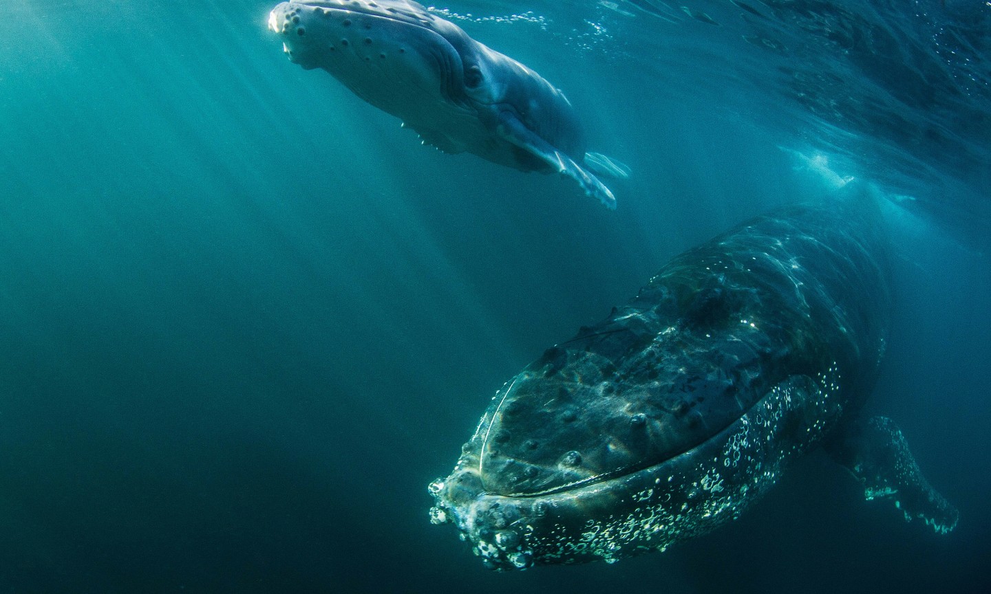 Tauchen Western Cape Sardine Run
