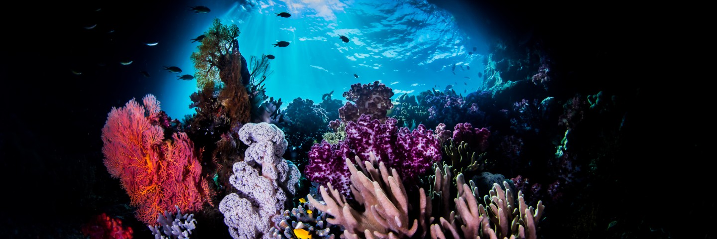 Tauchen-Raja-Ampat