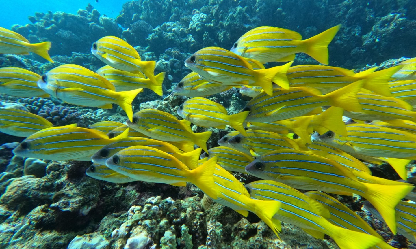 Tauchen Saudi-Arabien