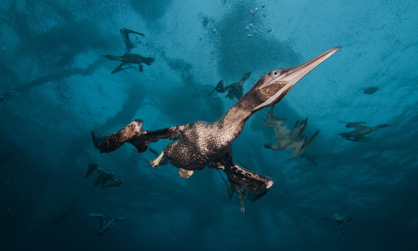 Tauchen Western Cape Sardine Run