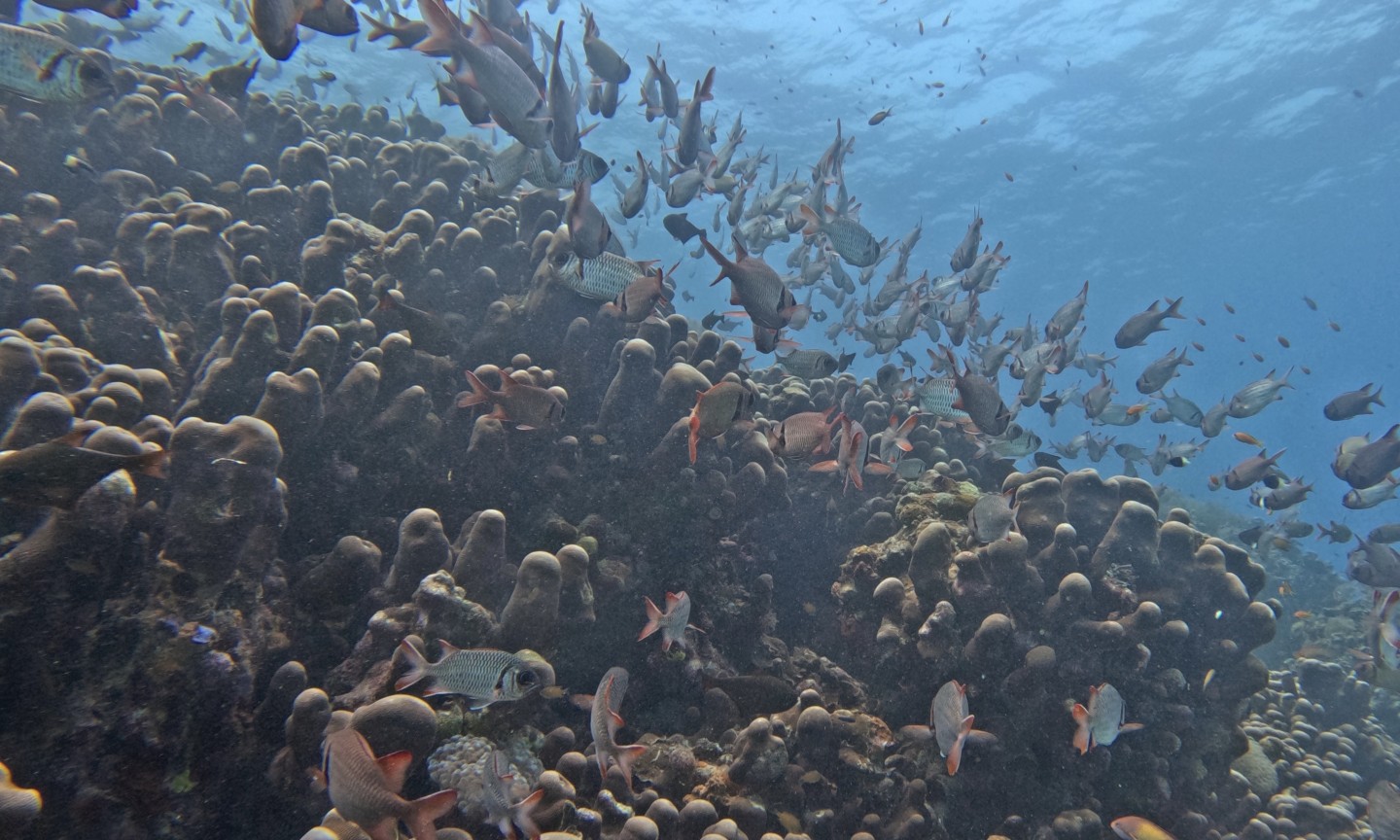 Tauchen Mafia Island