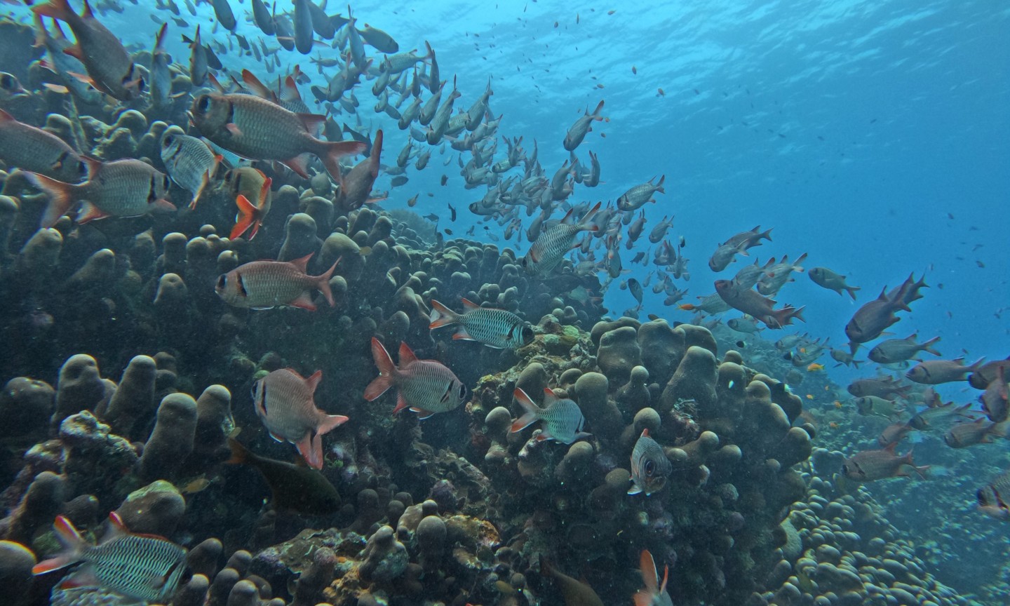 Tauchen Mafia Island